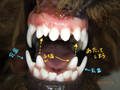 犬の不正咬合 乳歯晩期残存による 外科的矯正 症例集 ポラン動物病院